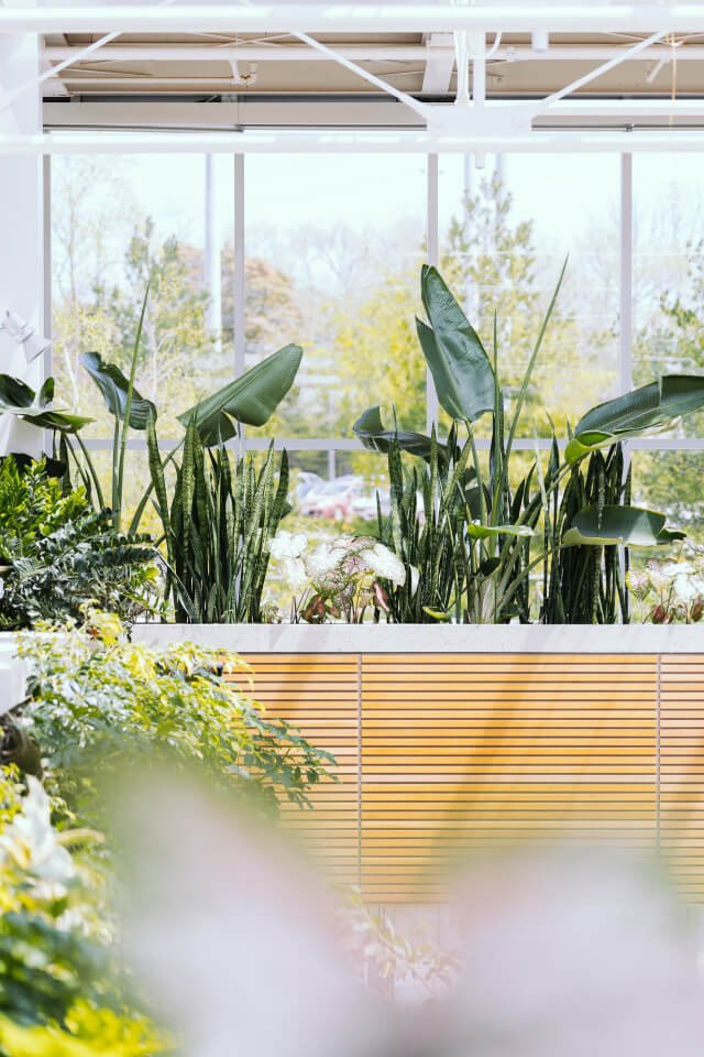 Alocasia Regal Shield